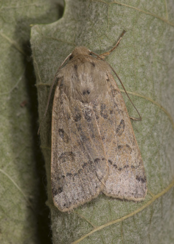 Noctuidae - Agrochola (Agrochola) lychnidis